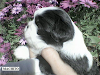 Cachorros Pekines Pequines