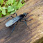 Tarantula Hawk