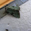 Lichen Moth