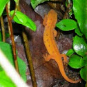 Red-spotted Newt (Eastern Newt)