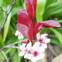 Blossom