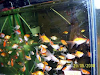 Peces Bettas Al Mejor Precio Del Mercado
