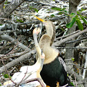 Anhinga
