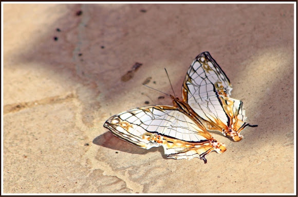 Spotting Image 1