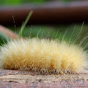 Yellow Woolly Bear