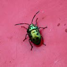 Jewel Bug