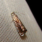 Grapholita eclipsana