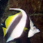 Angel Fish