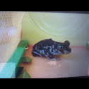 frog