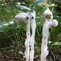 Indian Pipes
