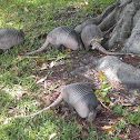 Nine-banded Armadillo