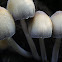 mica cap, shiny cap