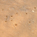 Antlion