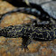 Granite night lizard