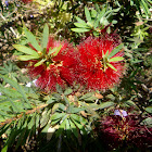 Limpiatubos