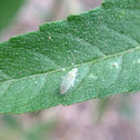 Flying aphid
