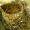Empty Bird's nest