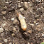 Cicada?