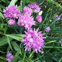 Chives