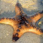 Knobbly sea star