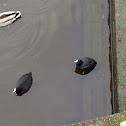 Eurasian Coot