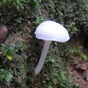 Snowy Waxcaps