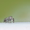 Jumping Spider sps