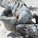 Black Spiny-tailed Iguana