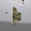 Moth