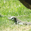 Ocellated Lizard