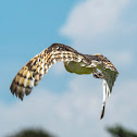 Barn Owl