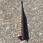 Alligator Lizard