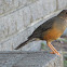 Olive Thrush