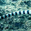 Banded Sea Krait
