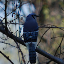Blue Jay