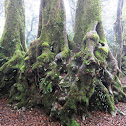 Antarctic Beech (approx. 3000 yrs old)