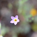 Serpentine Linanthus