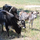Zebu cattle