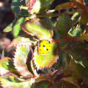 Lady bug