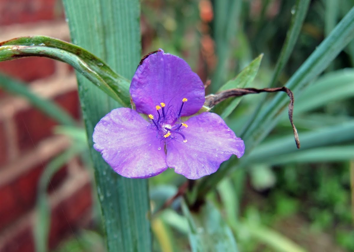 Spiderwort 