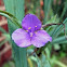 Spiderwort 
