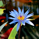 Lotus Flower