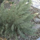 Big Wyoming sagebrush