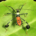 Leaf-footed Bug