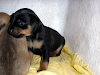 Cachorros Mini Pinscher Hembras Hermosas