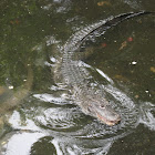 Chinese Alligator