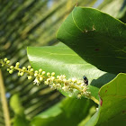 Green metallic fly
