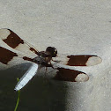 Common Whitetail Dragonfly
