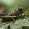 Grasshopper