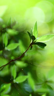 How to download Spring Buds Live Wallpaper 1.3.5 mod apk for pc